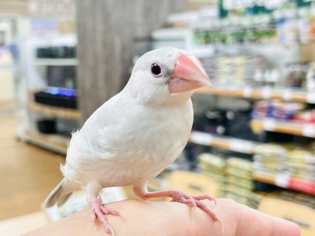 シルバー文鳥