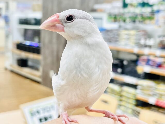 シルバー文鳥