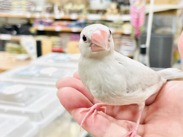 シルバー文鳥