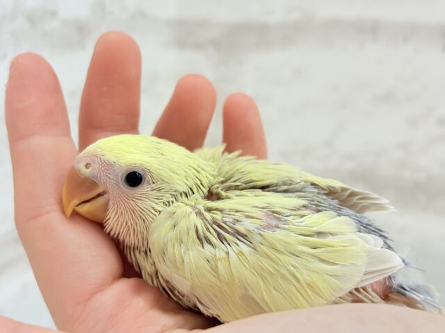 コザクラインコ（小桜インコ）
