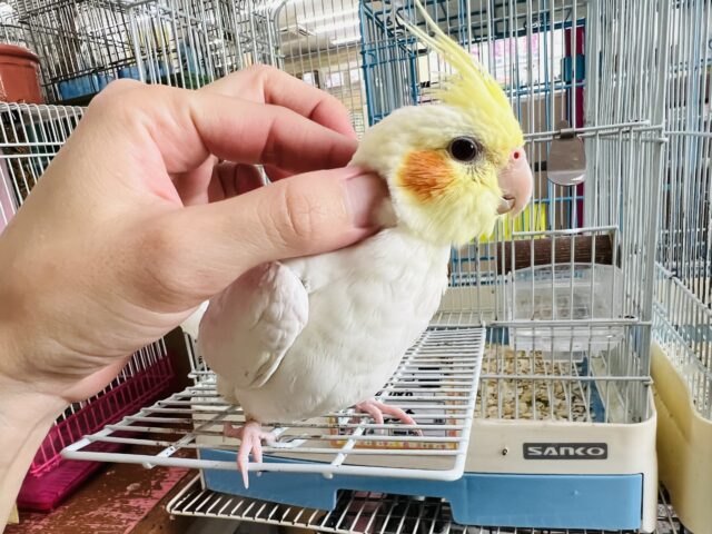オカメインコ