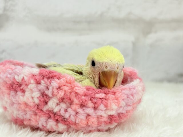 コザクラインコ（小桜インコ）