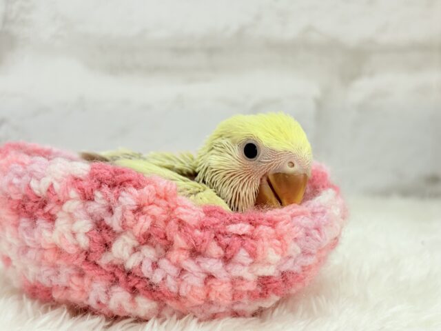 コザクラインコ（小桜インコ）