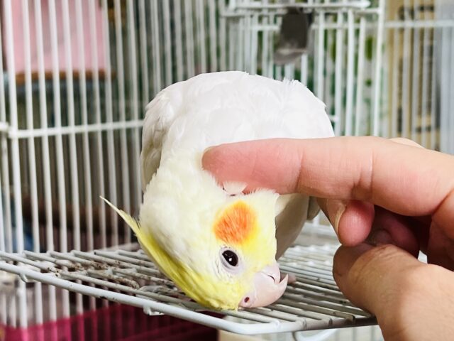 オカメインコ