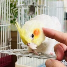 8/4更新☆にっこり笑顔にｽﾞｷｭﾝ♡オカメインコのルチノー
