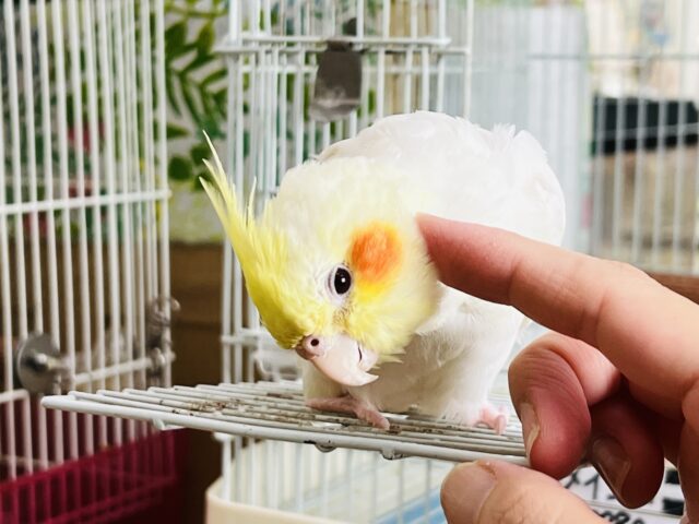 8/4更新☆にっこり笑顔にｽﾞｷｭﾝ♡オカメインコのルチノー