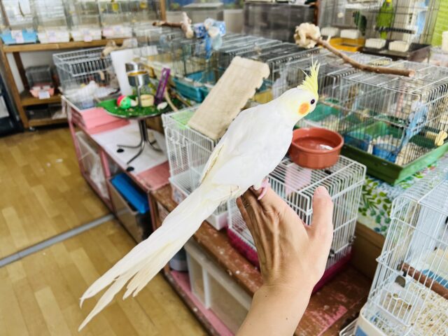 オカメインコ