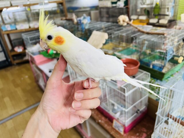 オカメインコ