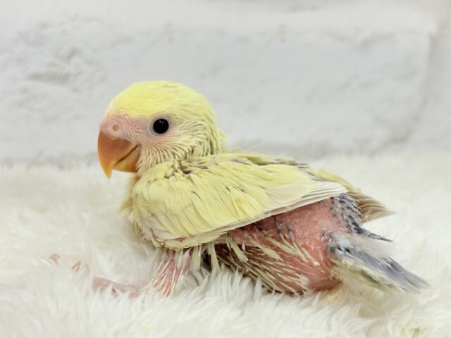 コザクラインコ（小桜インコ）