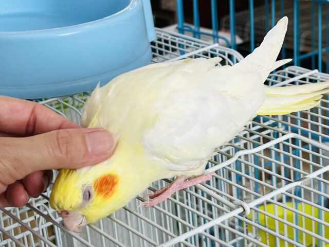 オカメインコ