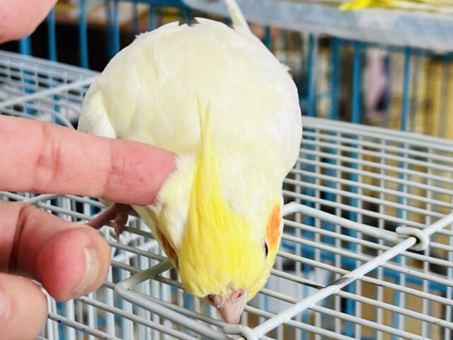 オカメインコ