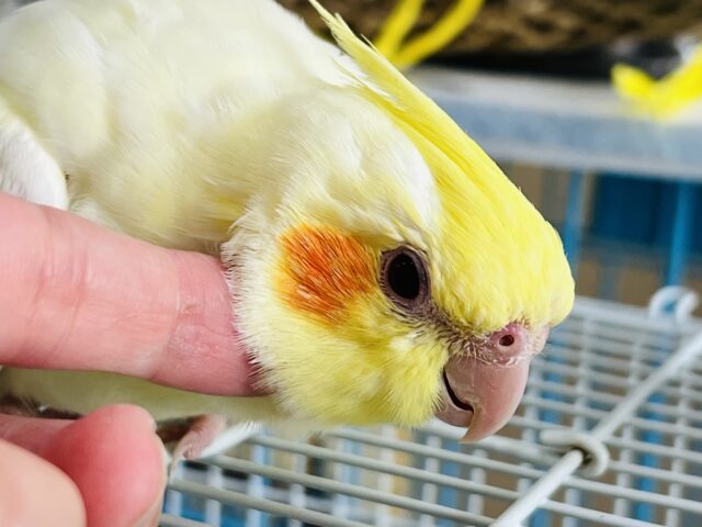 オカメインコ