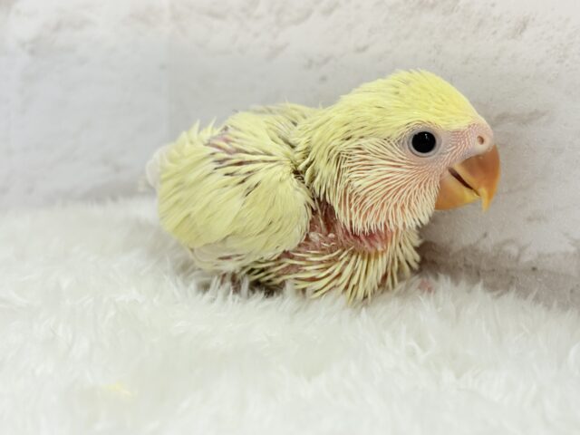 コザクラインコ（小桜インコ）