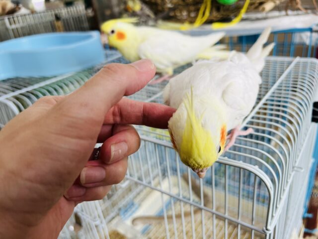 オカメインコ