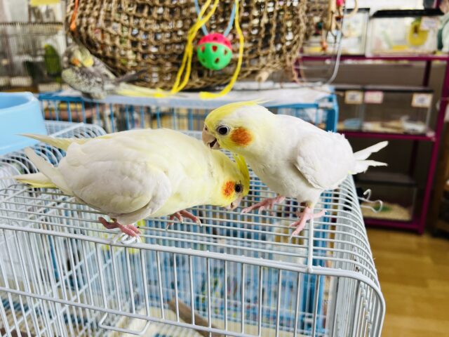 オカメインコ