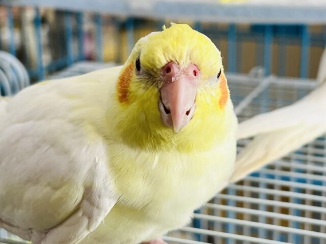 8/4更新☆マーガレットみたいにパッと黄色い🌼オカメインコのルチノー♡