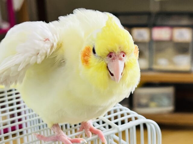 オカメインコ