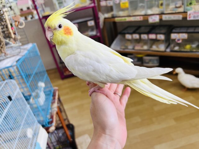 オカメインコ