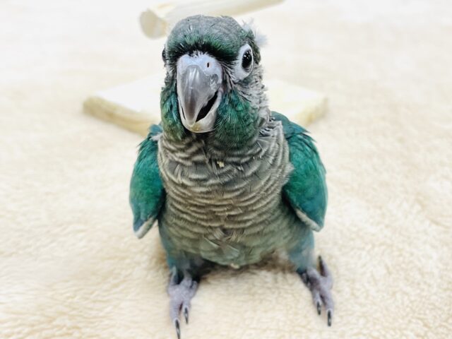ホオミドリウロコインコ