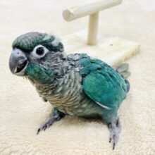 【最新画像】モコモコ！綿毛の国からやってきたウロコインコちゃん（ブルー）ヒナ