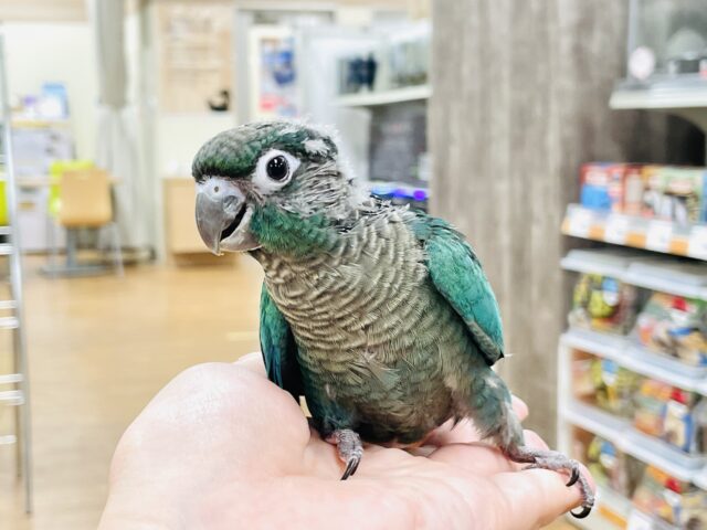 ホオミドリウロコインコ