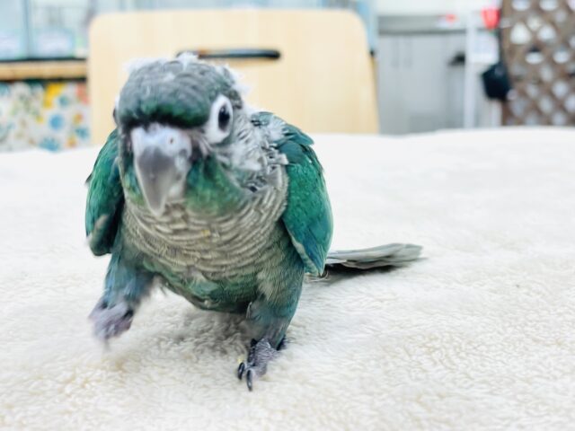 ホオミドリウロコインコ