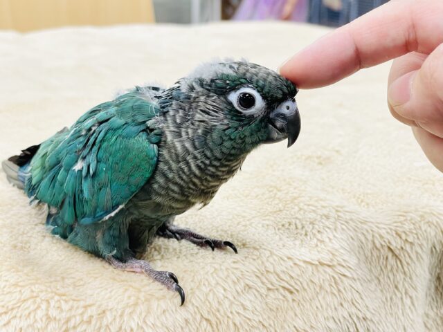 ホオミドリウロコインコ