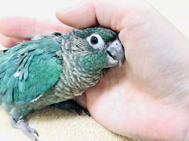 ホオミドリウロコインコ