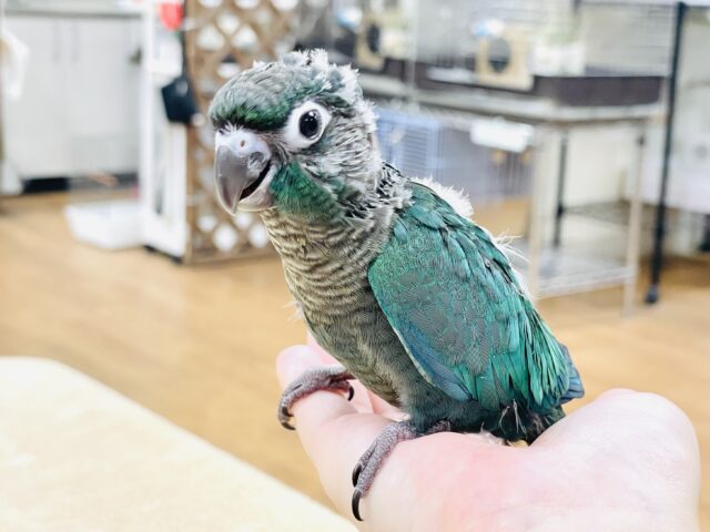 ホオミドリウロコインコ