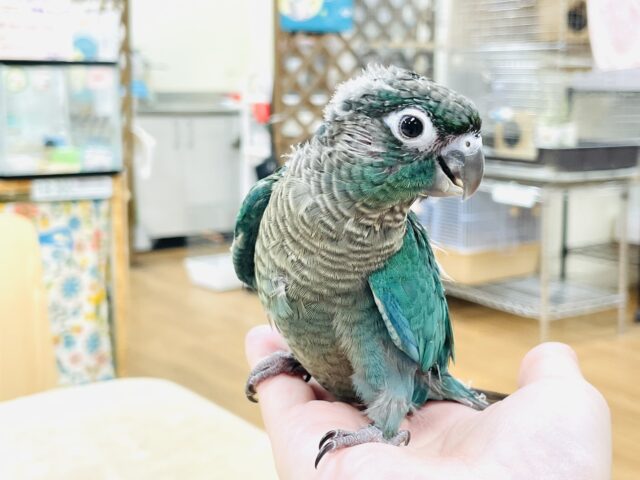 ホオミドリウロコインコ