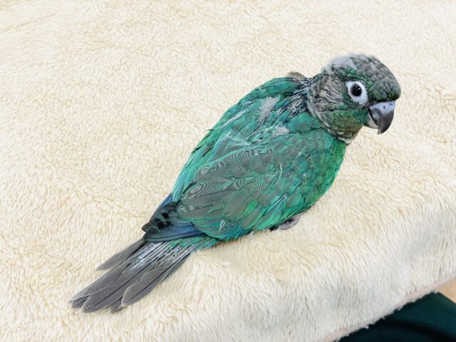 ホオミドリウロコインコ