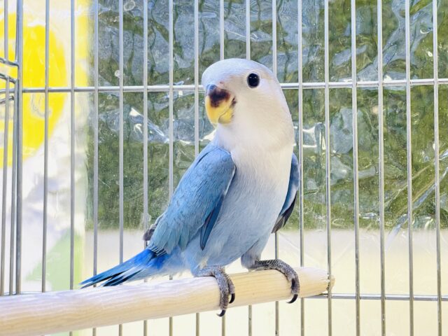 コザクラインコ（小桜インコ）