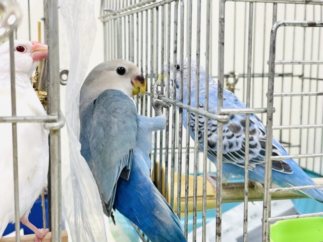 コザクラインコ（小桜インコ）