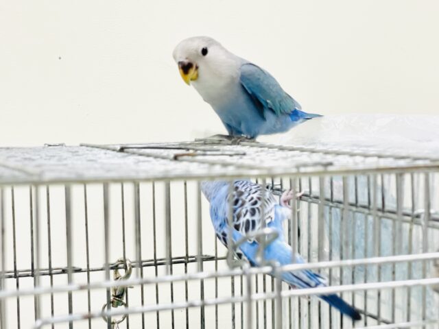 コザクラインコ（小桜インコ）