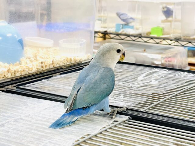 コザクラインコ（小桜インコ）