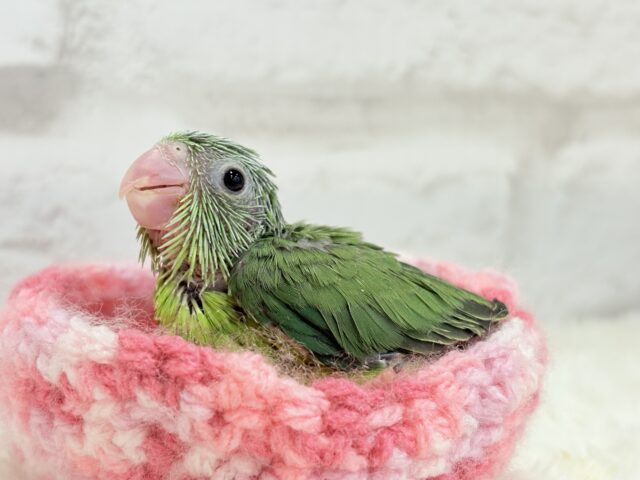 マメルリハ
