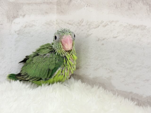 マメルリハ
