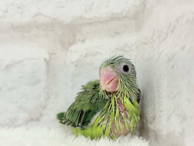マメルリハ