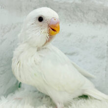 モデル顔負け！？カメラ目線バッチリ♬セキセイインコ(アルビノ) ヒナ