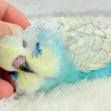【最新画像更新🪄】ででん！もふもふの天使🧚ジャンボセキセイインコ ヒナ