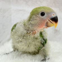 キラッキラのおめめに映る世界🌍🫧コザクラインコ(ノーマル) ヒナ