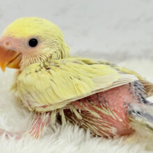 柔らかカラー.*･ﾟコザクラインコ(シナモン) ヒナ