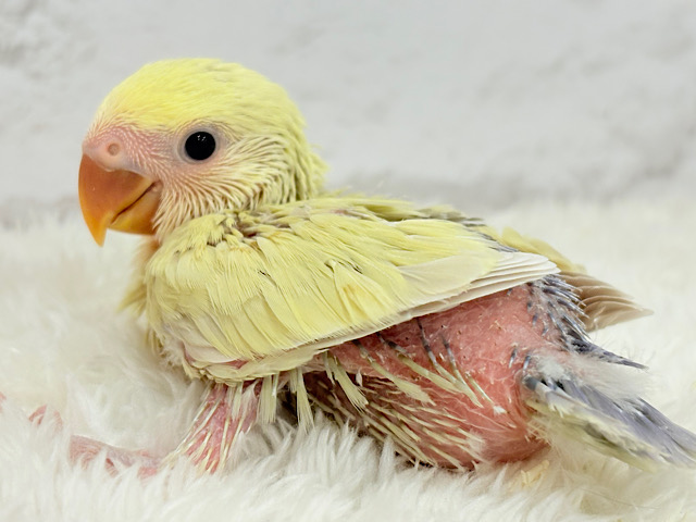 柔らかカラー.*･ﾟコザクラインコ(シナモン) ヒナ