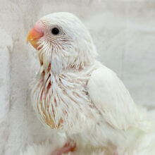 真っ白ペンギン🐧🤍セキセイインコ(ダブルファクター) ヒナ