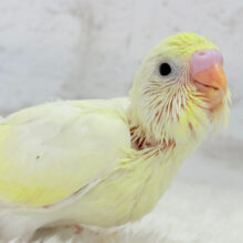 ふんわり🌼たんぽぽちゃん︎♡セキセイインコ(クリーム) ヒナ