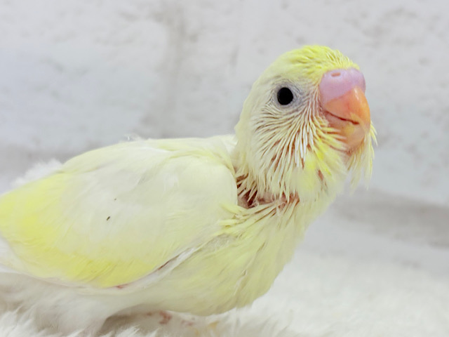 ふんわり🌼たんぽぽちゃん︎♡セキセイインコ(クリーム) ヒナ