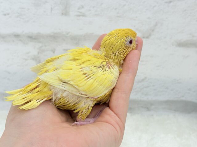 サザナミインコ