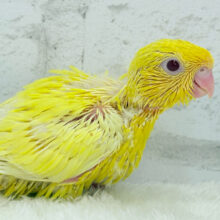 ピッカピカ💖ビビットカラー☀️サザナミインコ(ルチノー) ヒナ