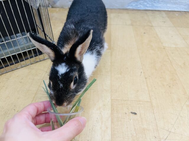 ミニウサギ