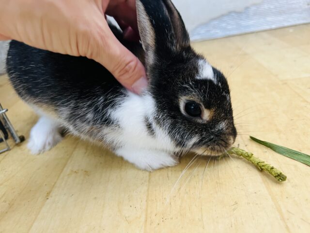 ミニウサギ